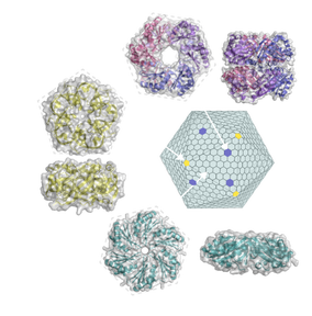 3 types of shell proteins come together to form the shell. Note the difference in pore sizes.